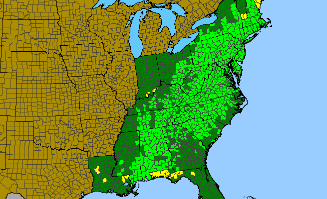 The range of Kalmia latifolia